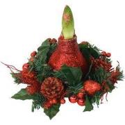 Amaryllis - Hippeastrum 'Kerstkrans'  - Rood