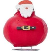 Amaryllis - Hippeastrum 'Wax special Santa Claus'