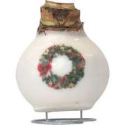 Amaryllis - Hippeastrum 'Porcelain Wax Wreat'