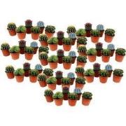 Mix cactus - Set van 60 - Cactus - Hoogte 5-10cm - ?5,5cm