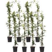 Jasmijn - Set van 8 - Trachelospermum jasminoides - Hoogte 110-120cm -...