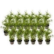 Bamboe - Set van 18 - Fargesia nitida 'Black Dragon' - Hoogte 25-40cm ...