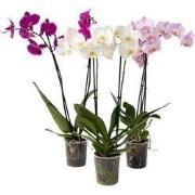 Vlinderorchidee - Mix van 3 - Phalaenopsis - Hoogte 50-60cm - ?12cm
