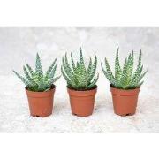 URBANJNGL - Aloe Humilis potmaat 5,5 cm