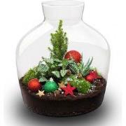 URBANJNGL - Holly Kerstmis terrarium - Planten terrarium met kurk - DI...