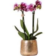 Kolibri Orchids | Roze paarse Phalaenopsis orchidee - El Salvador + Lu...