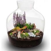 URBANJNGL - Mistle Winter & Kerstmis terrarium - Planten terrarium - Ø...
