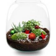 URBANJNGL - Berry Kerstmis terrarium - Planten terrarium met kurk - DI...