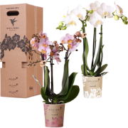 Kolibri Orchids - Surprise box mix - planten voordeel box - verrassing...