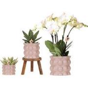 Kolibri Orchids | Plantenset Cotton zand | Groene planten met witte Ph...