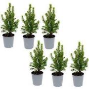 URBANJNGL - Mini-kerstboom - ?15-20 cm - Ø 6 cm Picea Glauca Perfecta