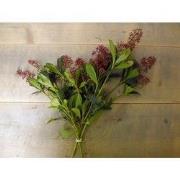 4 stuks - Kerstgroen Skimmia