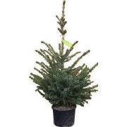 Kerstboom Warentuin Picea Omorika 40 - 60 cm in pot