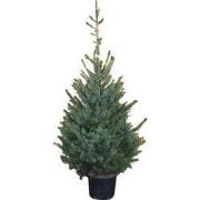 Kerstboom Warentuin Picea Omorika 100 - 125 cm in pot