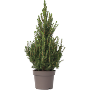 Dwergspar - Picea glauca conica 'December' - Hoogte 55cm - ?21cm