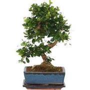 Bonsai - Carmona microphylla - Hoogte 20-30cm - ?15cm
