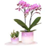 Kolibri Company | Plantenset Valentijn 'Gradience Pink' | Paarse Phala...