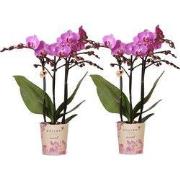 Kolibri Orchids | COMBI DEAL van 2 Phalaenopsis orchideeën - Vienna - ...