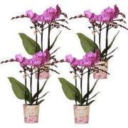 Kolibri Orchids | COMBI DEAL van 4 Phalaenopsis orchideeën - Vienna - ...