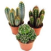 Cactusmix - Set van 3 - Cactus - Hoogte 15-20cm - ?10,5cm