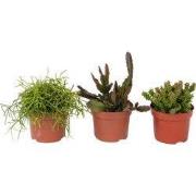 Koraalcactus Mix - Rhipsalis - Mix van 3 - Hoogte 15-20 cm - Pot 12 cm