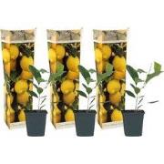 Citroenboom - Set van 3 - Citrus limon - Hoogte 25-40cm - ?9cm