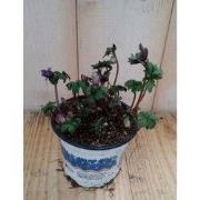 3 stuks! Anemoon Diverse Kleuren Waterntuin Natuurlijk