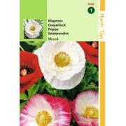 2 stuks - Papaver Rhoeas Shirley Klaproos Gem.