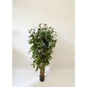 Dracaena surculosa 150 cm kunstplant Oosterik Home