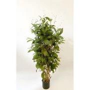 Dracaena surculosa 120 cm kunstplant Oosterik Home