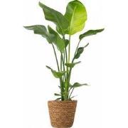 Paradijsvogelplant met mand- Strelitzia nicolai - Hoogte 90-110cm - ?2...