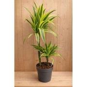 Drakenbloedboom Dracaena Fragrans Lemon Lime/Geel-groen H60-80 cm potm...