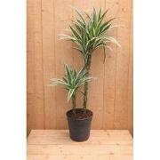 Drakenbloedboom Dracaena Fragrans Jade Jewel/Groen-wit H60-80 cm potma...