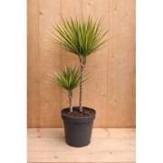 Drakenbloedboom Dracaena Fragrans Bicolor/Creme-Roze H60-80 cm potmaat...