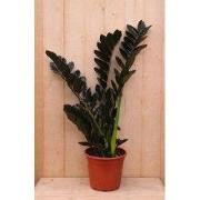 Emerald palm Zamioculcas potmaat 22 cm H40-60 cm kamerplant