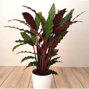 Calathea Wave Star Pauwenplant smal donkergroen blad 60 cm