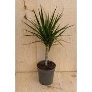 Drakenbloedboom Dracaena Fragrans Marginata Green/Groen H40-60 cm potm...