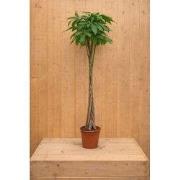 Geldboom Pachira Aquatica potmaat 26 cm H140-160 cm kamerplant