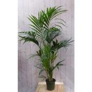Kentiapalm Howea Forsteriana kamerplant potmaat 22 cm H140-160 cm