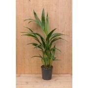 Kentiapalm Howea Forsteriana kamerplant potmaat 12 cm H40-60 cm
