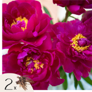 Pioenen - Set van 2 - Paeonia 'Karl Rosenfield' - Wortelstokken - Roze