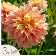 Dahliaknollen - Set van 3 - Dahlia 'Tyrell' - Groen