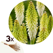 Vuurpijl - Fakkellelie - Set van 3 - Tritoma 'Ice Queen' - Wortelstokk...