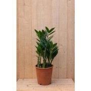 Emerald palm Zamioculcas potmaat 12 cm H20-40 cm kamerplant