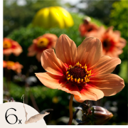 Dahliaknollen - Set van 6 - Dahlia 'Happy Single' - Oranje