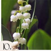 Lelietje-van-dalen - Set van 10 - Convallaria 'Majalis' - Bloembollen ...