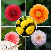 Dahliaknollen - Set van 5 - Dahlia 'Pompon Mix'