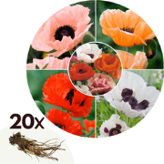 Oosterse klaproos - Set van 20 - Papaver orientale - Vaste plant blote...