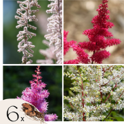 Pluimspirea's - Set van 6 - Astilbe - Wortelstokken