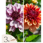 Dahliaknollen - Set van 3 - Dahlia 'Sweet & Honey'